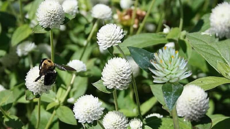 Công Dụng Cây Nở Ngày Đất - Thảo Dược Quý Hỗ Trợ Sức Khỏe Toàn Diện