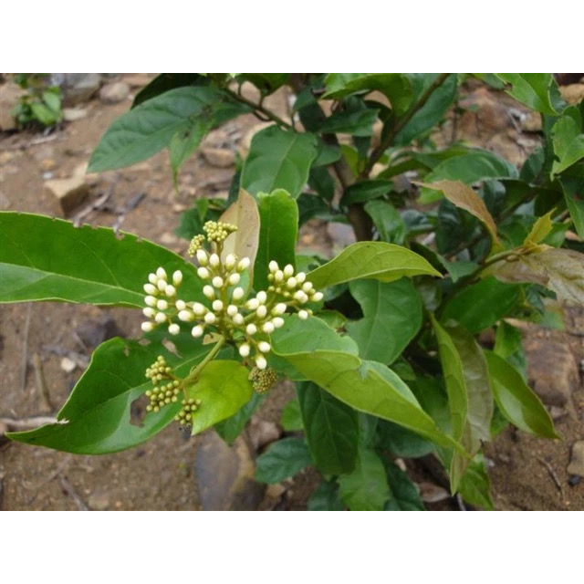 Cây Xạ Vàng Khô 100% Tự Nhiên