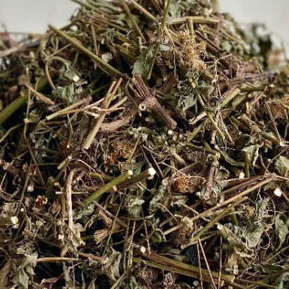 Cây Xuyến Chi 1Kg Khô 4