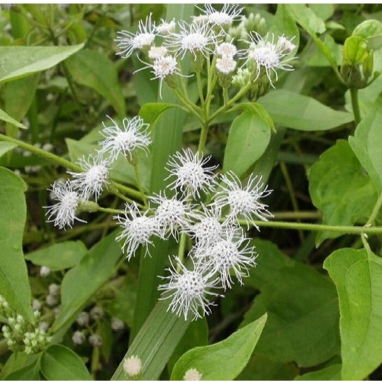 Thảo Dược Cỏ Lào Khô BÁCH AN KHANG 2